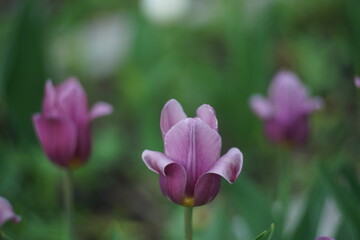A tulip flower on a flower bed among other similar flowers. A flower of rich purple color on a green background.