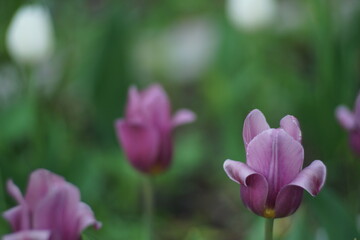 Fototapeta premium A tulip flower on a flower bed among other similar flowers. A flower of rich purple color on a green background.