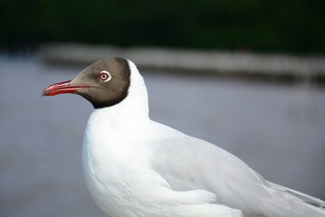 black headed gull