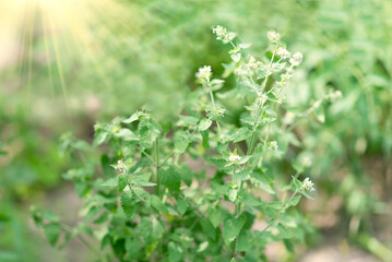 Mentha piperita (a kind of mint), lemon balm plant in the garden. Has a calming and cooling effect. For drinks. Alternative medicine.