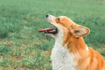 Close-up of a sitting Corgi with his tongue hanging out on the background of the lawn