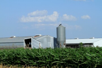 A shot of a Kansas Pig Farm by a farm field by a Corn field south of Sterling Kansas USA out in the country with clouds.