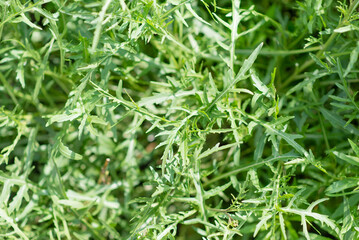 Rucola (Arugula), plant in the garden. Arugula leaf close up. 