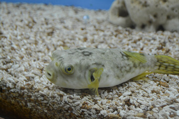 Puffer blowfish fish in aquarium as nature underwater sea life.