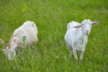 Goats.- A herd of goats, goats with a beard grazing on a green meadow. they are grazing the grass. young goats with horns, a collective farm herd. Close-up. wildlife. animals.	
