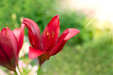 Beautiful lily flower on a background of green leaves. Lily flowers in the garden. Background texture with burgundy buds	