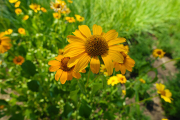 Amber yellow flowers of Heliopsis helianthoides in July