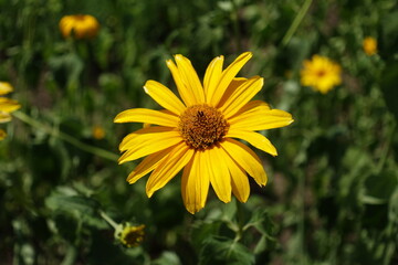 Close shot of yellow flower of Heliopsis helianthoides in July