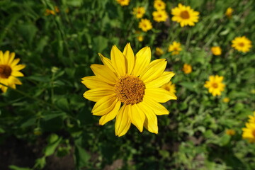 Closeup of yellow flower of Heliopsis helianthoides in July