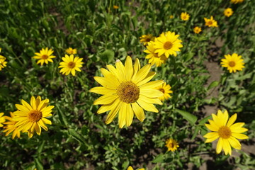Daisy like yellow flowers of Heliopsis helianthoides in July