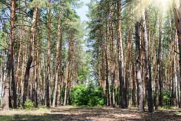 Coniferous forest, old trees with the sun shining through the crown