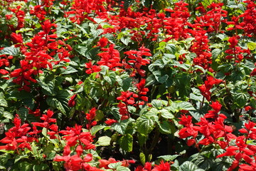 Background - numerous scarlet red flowers of Salvia splendens in August