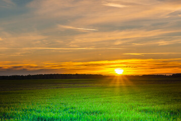 Beautiful lanscape sunset nature rural background.Field of grass during sunset dark evening.Toned.