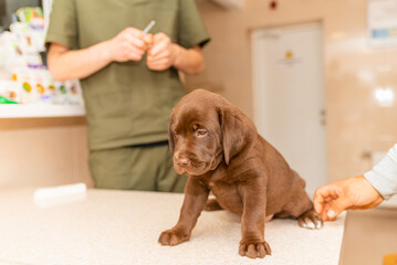 Cute labrador puppy dog getting a vaccine at the veterinary doctor.Dog sitting on the examination table at a clinic.