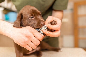 Veterinarian specialist holding puppy labrador dog, process of cutting dog claw nails of a small...