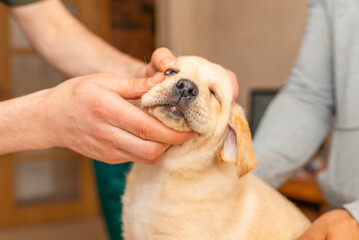 The veterinarian examining puppy labradors dog eye in clinic.The owner is holding a puppy next door.Blurred background,selective focus to mouth.