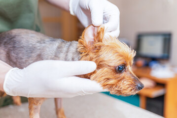 Veterinarian examining yorkshire terrier dog ears at vet clinic.