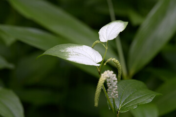 Obraz premium ハンゲショウ