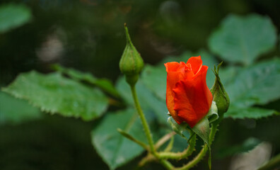 Close-up bright orange beautiful rose Westerland with green leaves background against sunlight. Lyric motif for design. Flower rose landscape, fresh wallpaper, nature background concept
