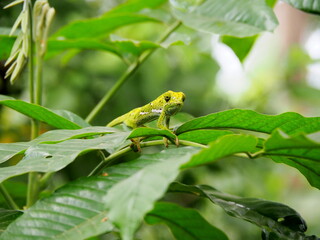 Green chameleon sitting on green plant with leaves