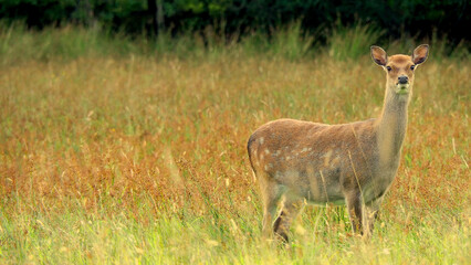Young female red deer in autumn grass in Killarny National Park in Ireland with space for text