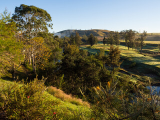 landscape with trees and sky