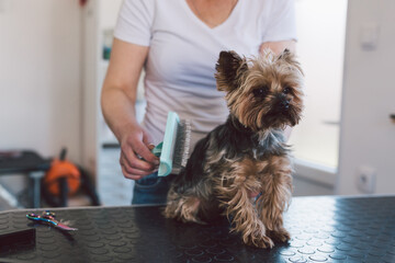 woman groomer combing dog in her saloon