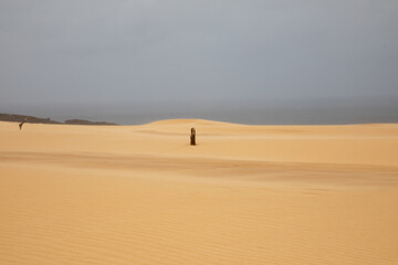 Fototapeta na wymiar Tree remains on the sand in the desert