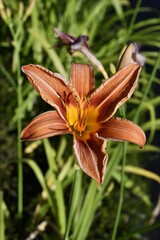 Fototapeta premium Wild mountain lily in all its glory