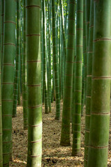 日本の竹林の風景　竹林をま横から撮る
