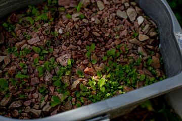 Outdoor planters filled with small decorative stones and sprouting greenery, showcasing a natural gardening setup in bright sunlight. Ideal for concepts of sustainable gardening, landscaping, or natur