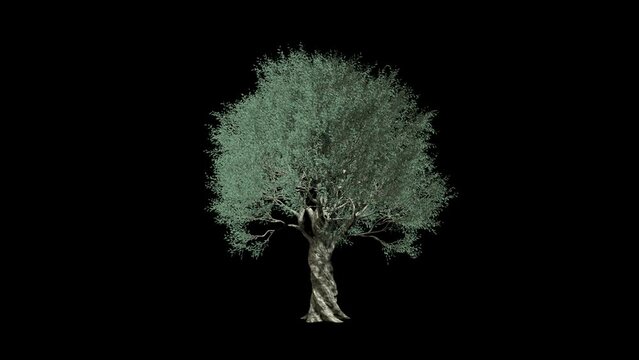 Olive Tree Growing animation.Full HD 1920&times;1080.6 Second Long.Transparent Alpha video.