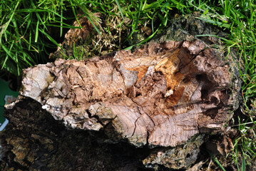 Close Up of Old Tree Trunk