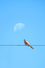 Pigeons on the wires, the back is a clear sky. and the moon in the daytime