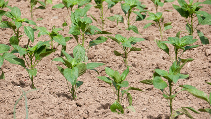 Plantas de pimiento en huerta