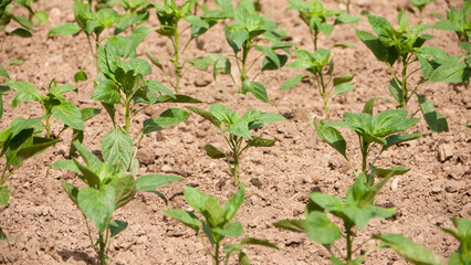Plantas de pimiento en huerta