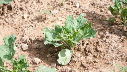 Verduras en huerta