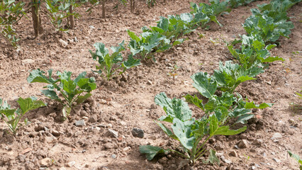 Verduras en huerta
