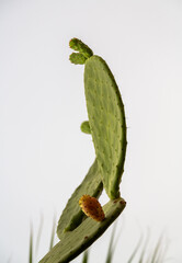 Selective focus prickly fig. It is known as 