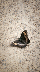 Fototapeta na wymiar Mariposa negra y blanca herida en el suelo