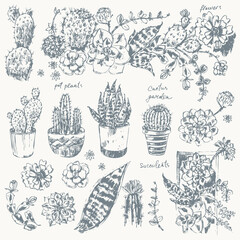 Hand drawn sketch of pot flowers succulent plants, cactus, floral arrangements