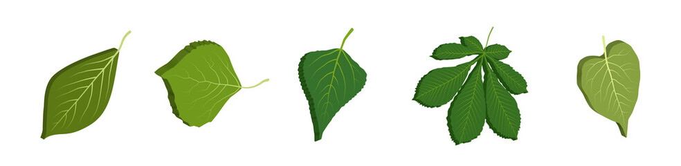 Green leaves 3d. Tree leaf isometric set. Vector clipart isolated on white background.
