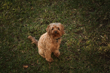 Fototapeta premium Cute Cavoodle breed dog sitting on green grass looking up