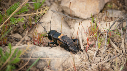 Grillo negro en terreno seco de campo pedregoso