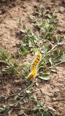 Oruga amarilla y negra en terreno seco