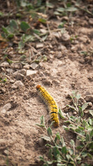 Oruga amarilla y negra en terreno seco
