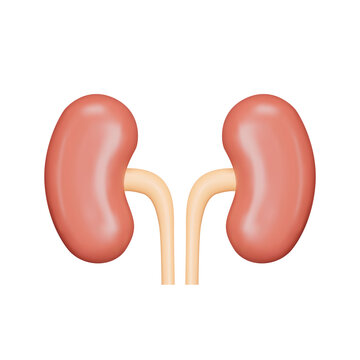 Kidneys 3d icon. A human organ. Isolated object on a transparent background