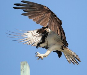 Magical Moment an Osprey Comes in for a Landing