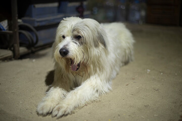 Dog is waiting for owner. Dog is at work.