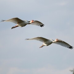 Ibis is Flight